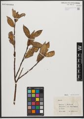 Foto von Salix L.
